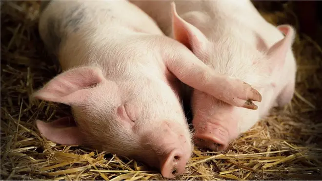 "꿈을 꿨다"고 증언할 수 있기 때문에 인류가 꿈을 꾼다는 사실이 확인됐지만, 다른 동물은 그렇게 스스로 증언할 수 없어 꿈을 꾸는지 확인하기 어렵다