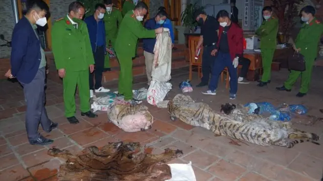 Hiện trường vụ giết hổ nấu cao khi bị phát hiện