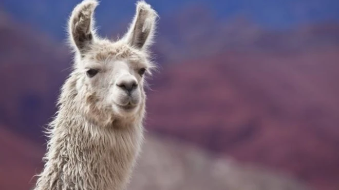 ตัวลามา