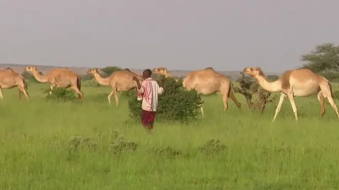 لماذا أصبح الإبل في أرض الصومال ثروة قومية؟