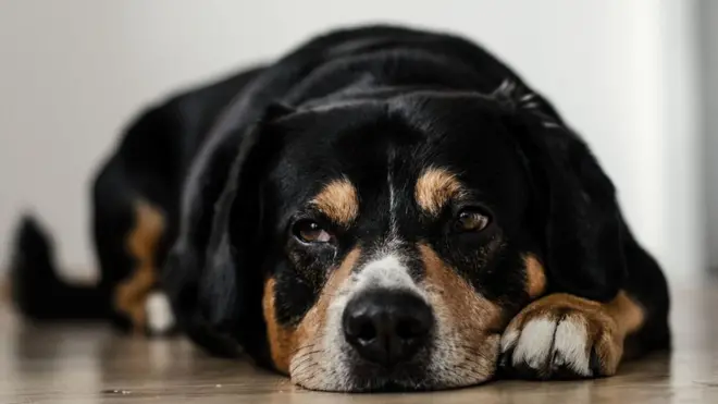 самогубство тварини