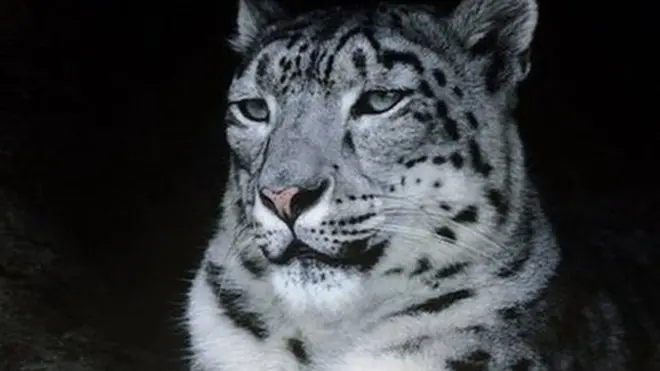 Популяция снежных барсов сокращается из-за конфликта с человеком