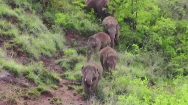 أفيال الصين الهائمة تعود أخيرا إلى موطنها!