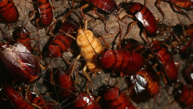 Las cucarachas son criadas en una granja operada por una compañía farmacéutica.