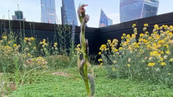 Орхидея на крыше