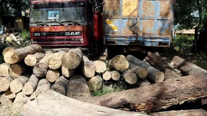 Poumon vert et dernier bastion forestier du Sénéga