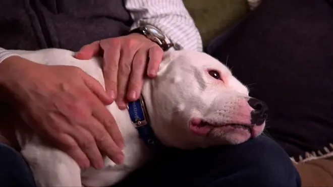 Снуп пес, який знайшов