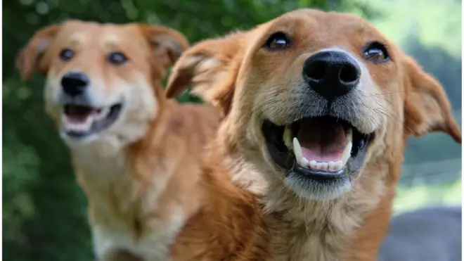 వీధి కుక్కలు