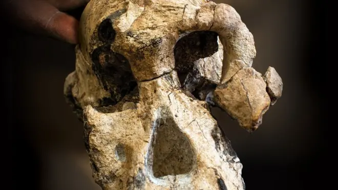 Anamensis had a small brain case and face compared with us