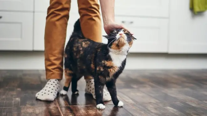 Algumas pessoas acreditam que os gatos só são simpáticos com os humanos para obter comida