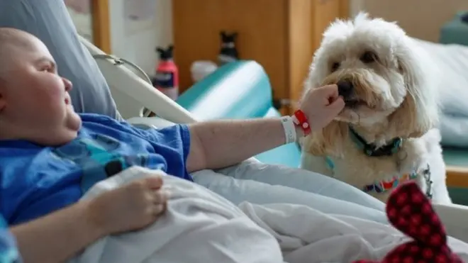 پس از وقفه به دلیل شیوع کرونا، این سگ به بیمارستان کودکان بازگردانده شده تا به کودکان بیمار خوش آمد بگوید و آنها را خوشحال کند.