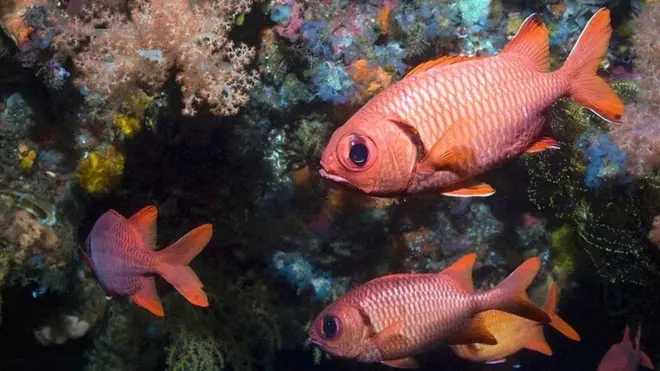 अभी कुछ शोध ही पूरे हुए हैं लिहाजा गहरे समुद्र में खनन की पर्यावरण पर पड़ने वाले असर की बहुत कम समझ है