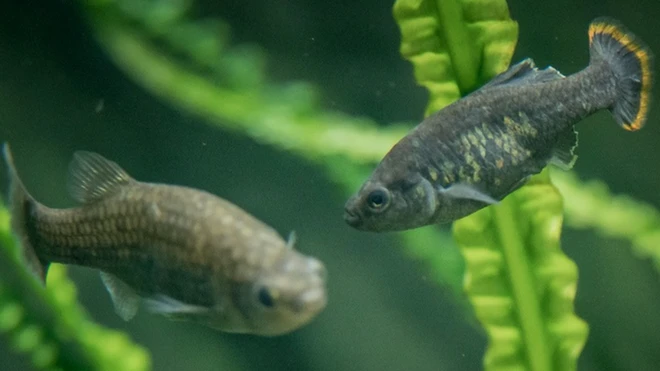 టెకీలా చేపలు