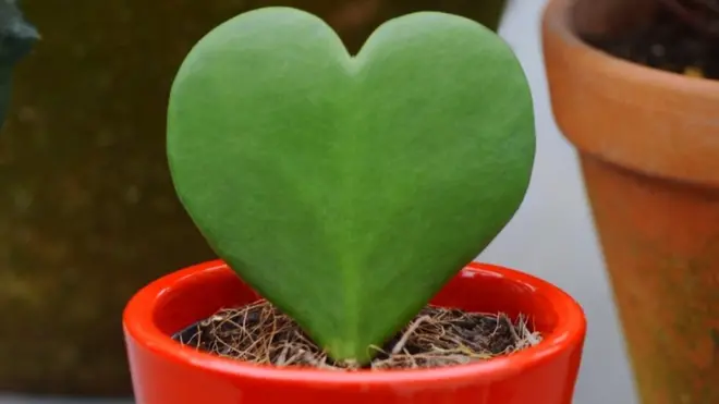 वैलेंटाइन्स डे