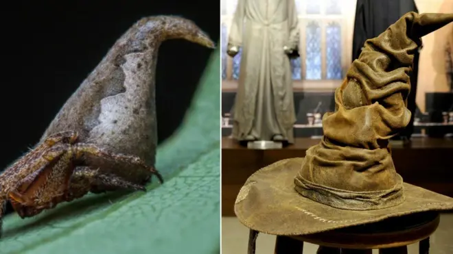 Elveda Aragog, hoşgeldin Eriovixia Gryffindori