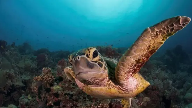 الحياة المائية