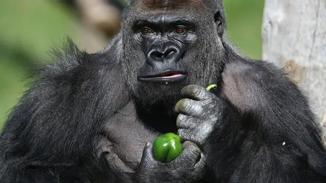 The zoo said Kumbuka, a western lowland silverback, arrived from Paignton Zoo in Devon in early 2013