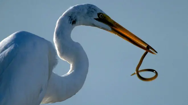 Змея в клюве у цапли