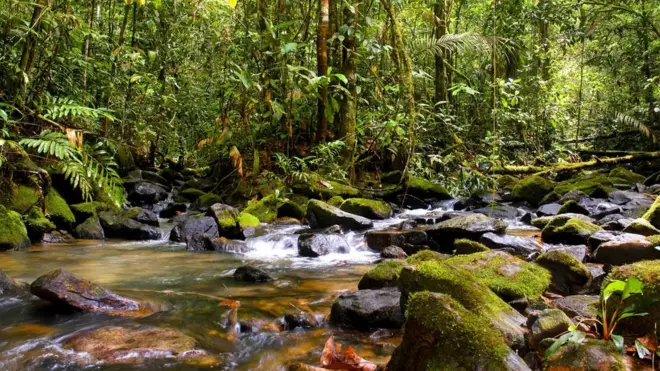 A reserva biológica Maicuru está ao menos parcialmente dentro da RENCA. Foto: Ascom Ideflor-Bio