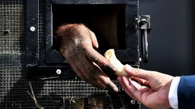 Deputi Direktur Jenderal Departemen Taman Nasional dan Alam Liar, Prakit Vongsrivattanakul, mengatakan sebanyak 69 ekor orang utan sitaan telah dikembalikan ke Indonesia sejak 2006.