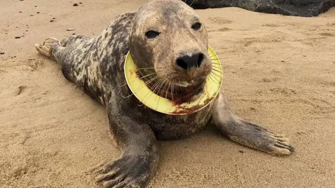 Como a foca evitava ser capturada, seu resgate demorou meses | Crédito: Friends of Horsey Seals