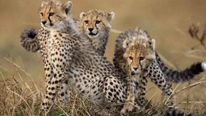 نر چیتے غول پسند ہوتے ہیں اور وہ اپنا ایک گروہ بنا لیتے ہیں