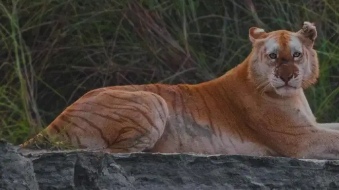 గోల్డెన్ టైగర్