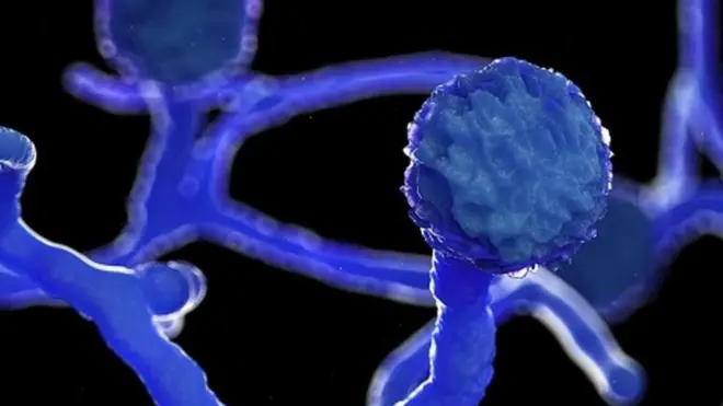 Mucor mould, illustration -