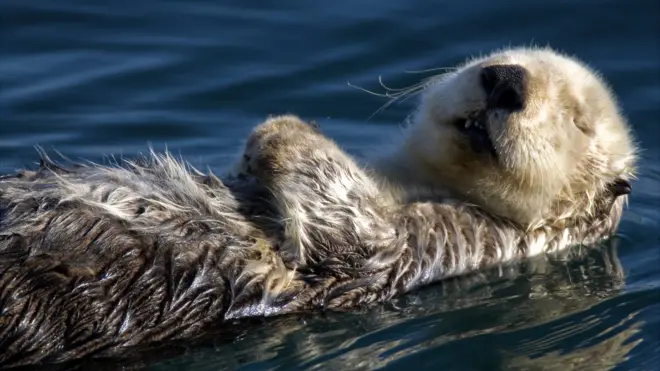 Морская выдра спит