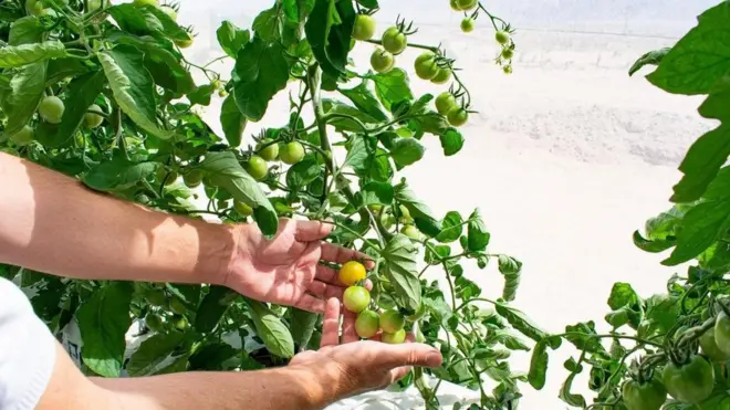يعرض مدير فريق الزراعة بليز جويت حبات الطماطم التي زرعها بالقرب من جدار الصوبة الزراعية الخاصة بالمشروع