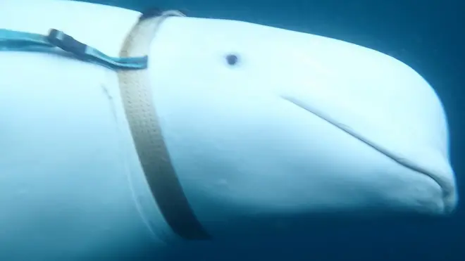 Hvaldimir the beluga whale has been a known resident of Norway since April 2019