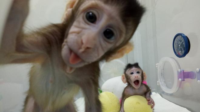 Macacos clonados