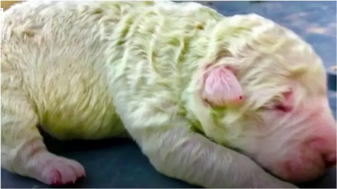 Pistachio Puppy with Green skin