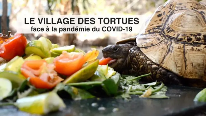 tortue