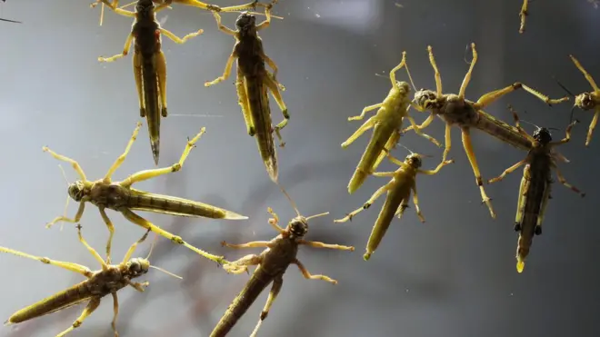 香港有市民10月在当地另一地区也发现蝗虫，同样被怀疑是放生活动所致