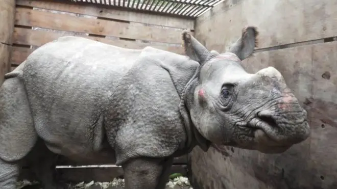 he young female rhino had been swept far away from her home in Nepal