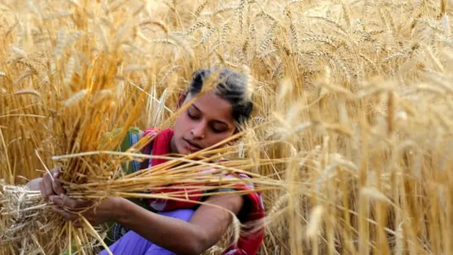 గోధుమలు కోస్తున్న యువతి