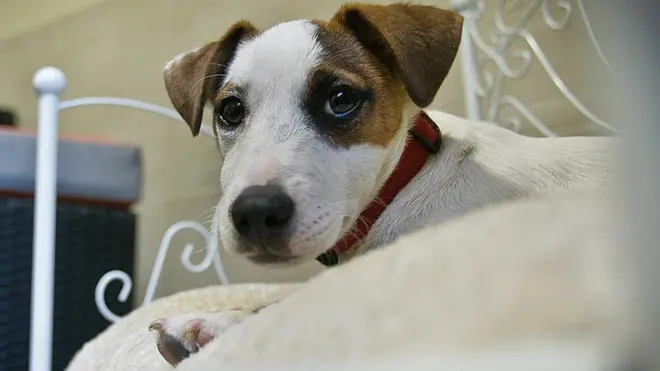 Los perros reconocen palabras concretas y la entonación con que se las dice.