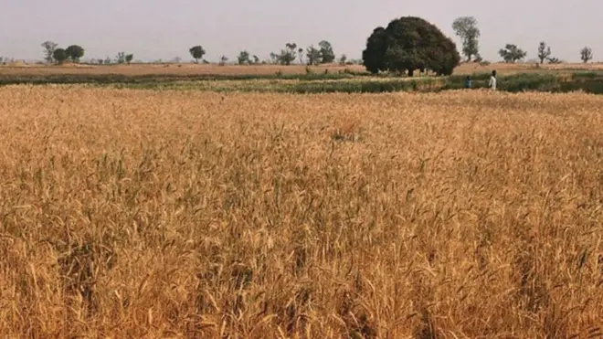 नाइजेरियामा धान खेती