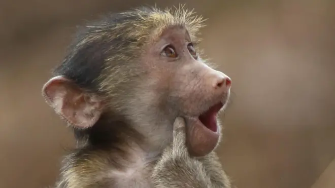 Chacma baboon with its finger pushing its cheek