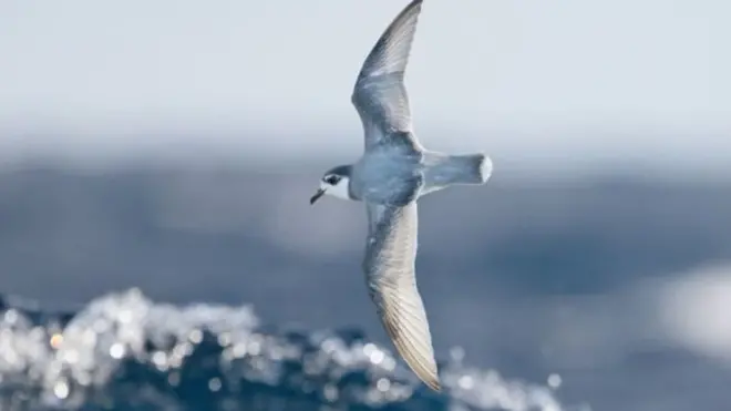 นกทะเลป่วยและตายเพราะกลืนกินเศษขยะพลาสติกในมหาสมุทร จนกลายเป็นปัญหาสิ่งแวดล้อมใหญ่อีกประการหนึ่ง