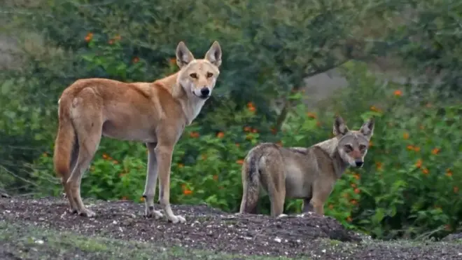 Древна врста вукова