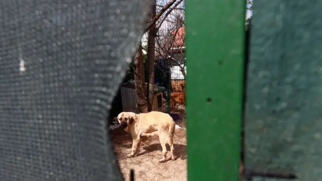 köpek