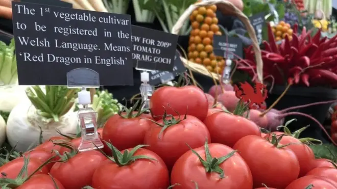 英國切爾西花展上展出的當地西紅柿新品種。