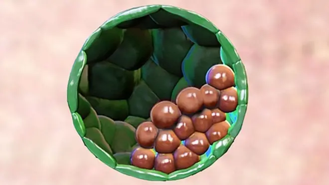 કૃત્રિમ ભ્રૂણ