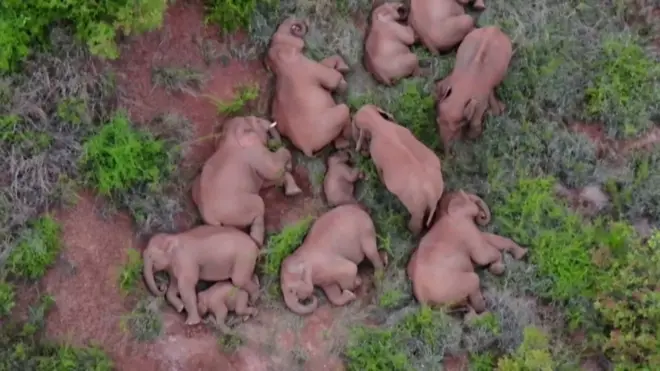 जङ्गली हात्ती