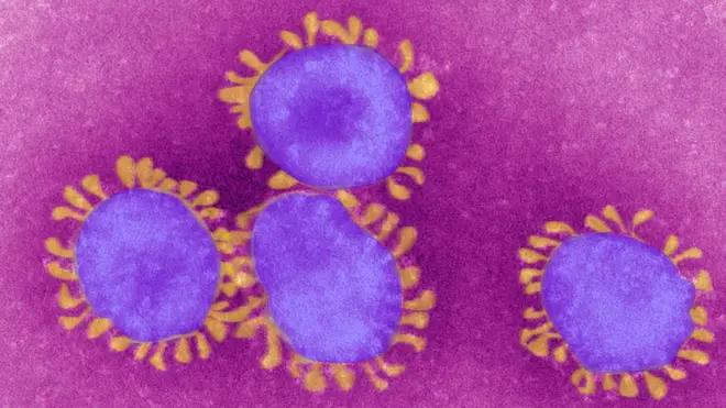 Coronavirus visto pelo microscópio