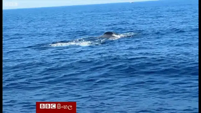 මිරිස්ස මුහුදේ තල්මසුන්