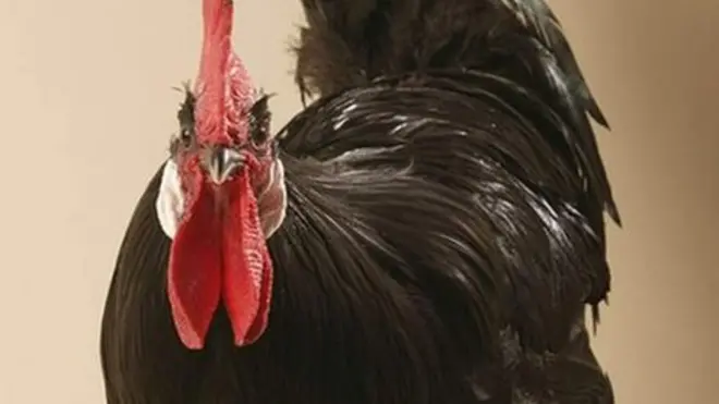 Kormaa lukkuu gurraacha