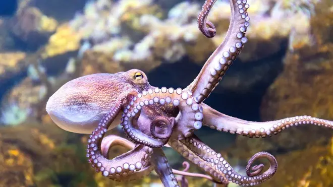 Octopuses have the largest and most complex brains of any invertebrate